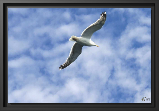 Flight of Solace, Framed Matte Canvas Print
